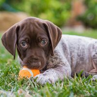 Lakeland Animal Care Group logo