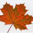 Enns Immigration Consulting logo
