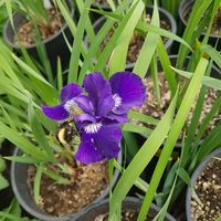 Cheyenne Tree Farms Ltd logo