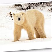 Classic Canadian Tours logo