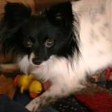 Carol's Dog Clipping logo