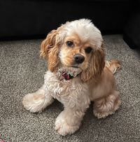 Silver Ridge Kennels logo