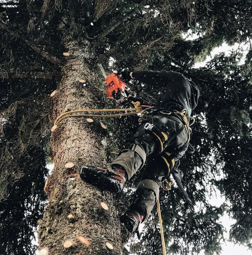 Trusty Tree Services logo