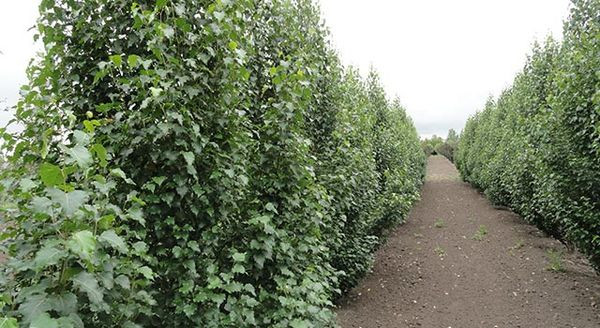 Pereira & Moniz Tree Nurseries Ltd logo