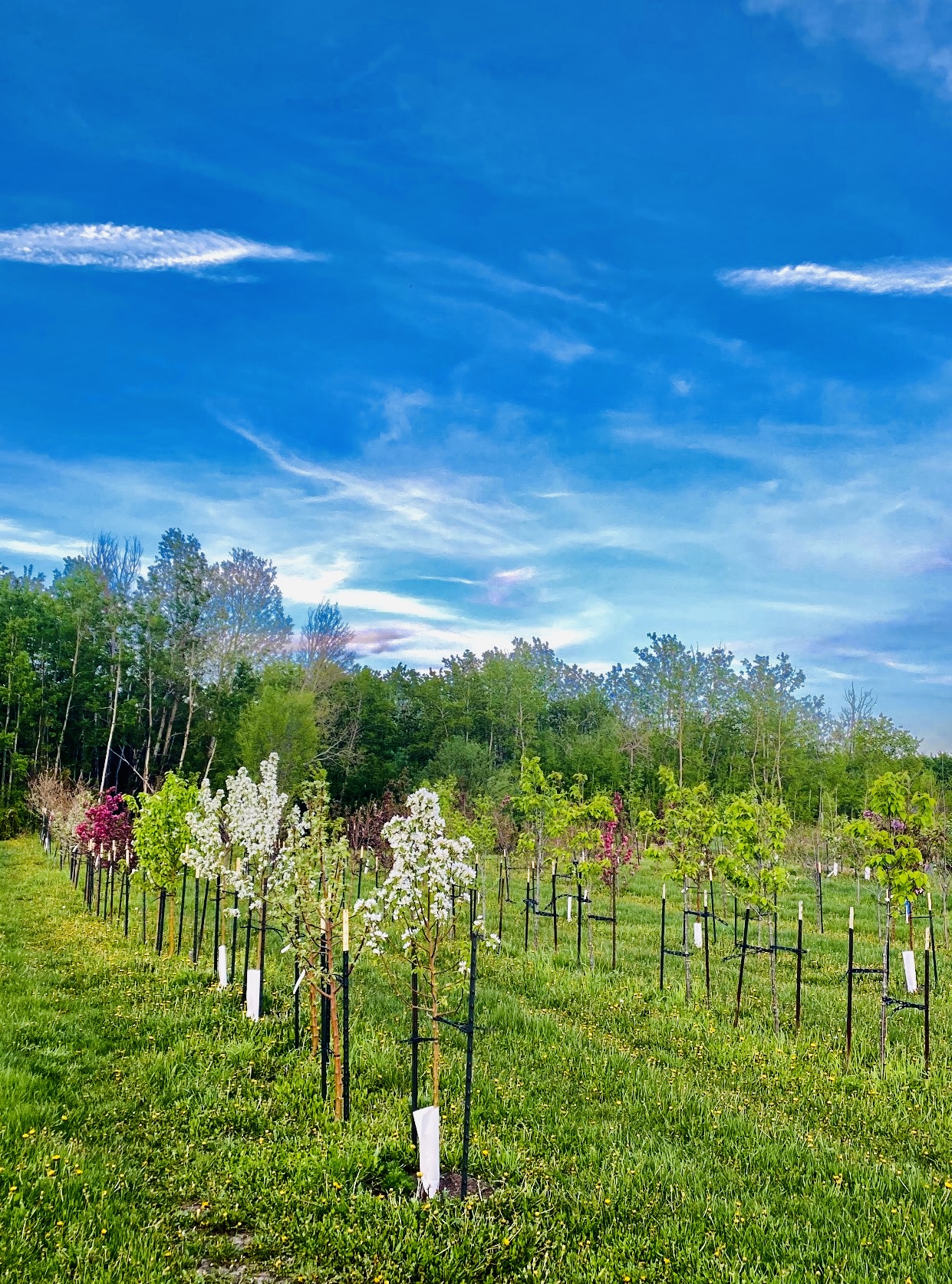 Sherwood Nurseries logo