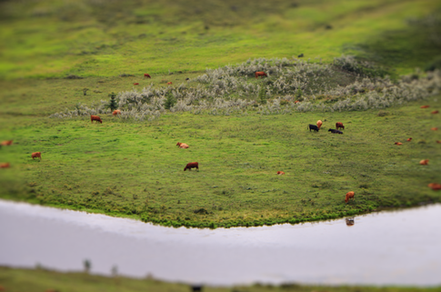 Foursquare Farms logo