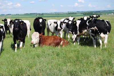 Windy Vista Farms logo