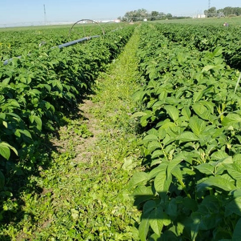 Keep Dreamin Acres logo